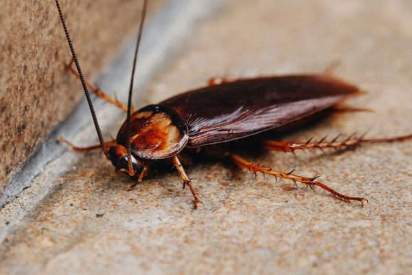 Zwalczanie karaluchów i prusaków